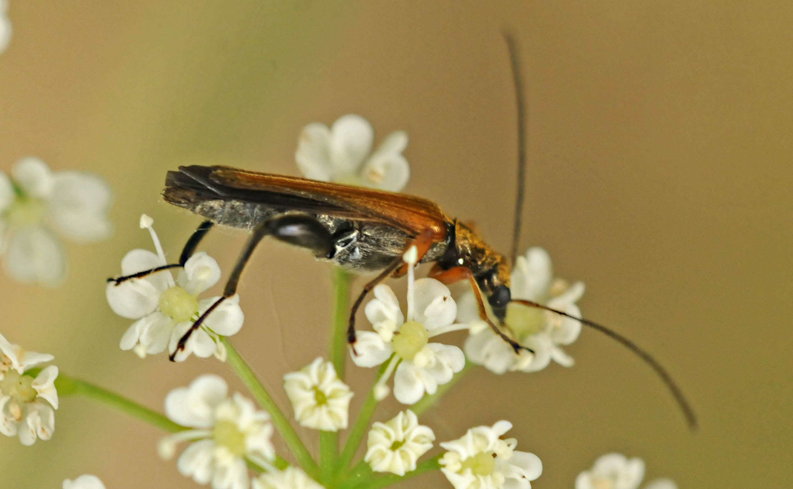 Oedemeridae? Quale?